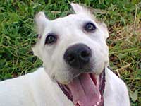 white cane corso female